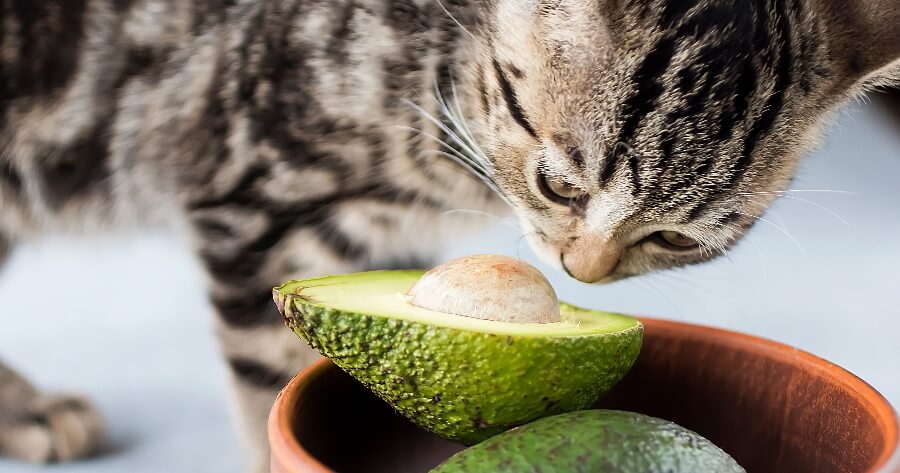 El aguacate es malo para los gatos: ¿sí o no?